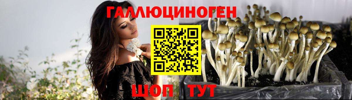 Псилоцибиновые грибы Psilocybe Бор